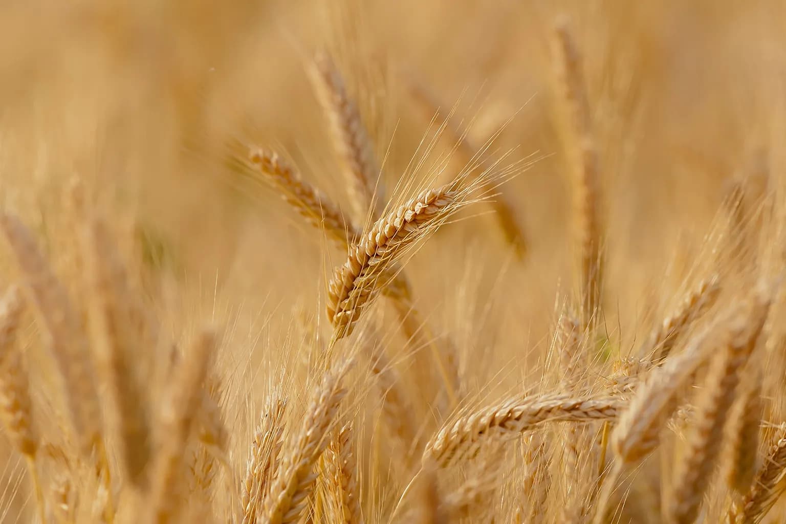 Golden wheat stalks and dried straw fibres on cream linen, soft late afternoon light